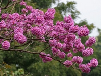 260px-Tabebuia_impetiginosa_(Pink_Trumpet_tree)_in_Hyderabad,_AP_W_IMG_2605